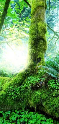 Bring the beauty of nature to your phone with this stunning live wallpaper that features a realistic 3D image of a moss-covered tree standing tall in the center of a lush forest