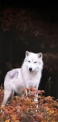 Add a touch of wild beauty to your phone with our exquisite live wallpaper! Featuring a stunning white wolf standing on a lush green field amidst the stunning beauty of the autumn forest
