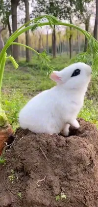 This live wallpaper features a white rabbit perched on a pile of dirt, adding a touch of whimsy to your phone screen