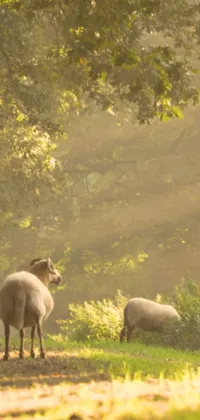 This live phone wallpaper depicts a picturesque green field with sheep grazing on it, in the midst of a beautiful forest