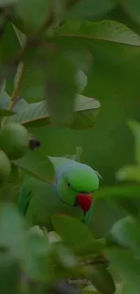 This stunning phone live wallpaper features a green bird perched atop a tree branch, with rustling leaves in the background and jewel-toned colors surrounding the bird