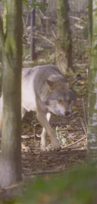 This stunning live wallpaper features an image of a grey wolf roaming through a forest