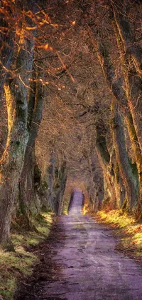This live phone wallpaper displays a breathtaking photo of a forest road with a beautiful tree canopy