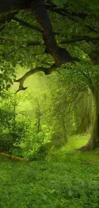 This live wallpaper for phones depicts a lush green forest, with trees soaring high and a soft natural light illuminating the foliage