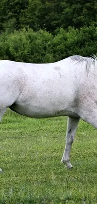 This phone live wallpaper features a stunning white horse on a lush green field background