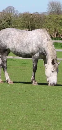 This live wallpaper features a serene grey horse grazing on a lush green field