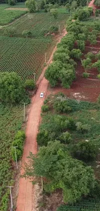 This phone live wallpaper depicts a car driving down a dirt road surrounded by farm fields and trees in area 3 of Brazil