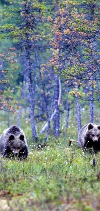 This phone live wallpaper showcases enchanting footage of two brown bears wandering through a picturesque forest
