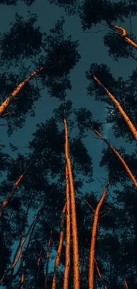 Transport yourself to a serene forest with this phone live wallpaper! Featuring tall trees swaying gently in the breeze and a dark orange night sky, this aesthetic and minimalistic art style will soothe your soul