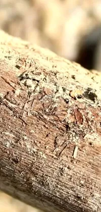 This phone live wallpaper features a bug perched on a wood piece, set against bare bark