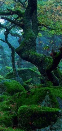This live wallpaper showcases a stunning forest enveloped in green moss-covered rocks and a mystical tree