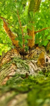 This phone live wallpaper showcases a stunning, highly detailed image of a large tree in the middle of a vibrant forest