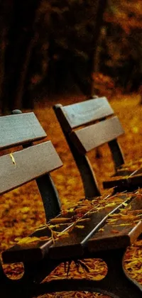 This phone live wallpaper features a beautiful scene of wooden benches nestled amongst golden leaves