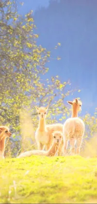 Looking for a serene live wallpaper for your phone? Look no further than this gorgeous scene of a heavenly mountain range with a herd of fluffy sheep on a lush green field