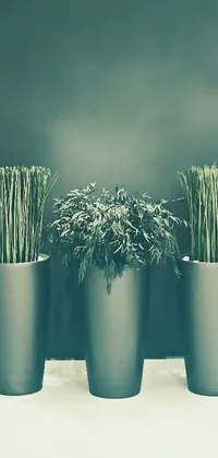 This phone live wallpaper depicts a row of potted plants in front of a green wall