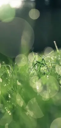 Close up green grass live wallpaper with water droplets, sun rays and sparkling green particles