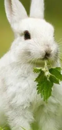 This stunning phone live wallpaper showcases a delightful white rabbit seated on a verdant green field