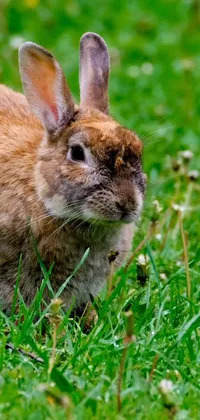 Experience the beauty of nature in your phone with this stunning live wallpaper featuring a cute brown rabbit sitting on a lush green field