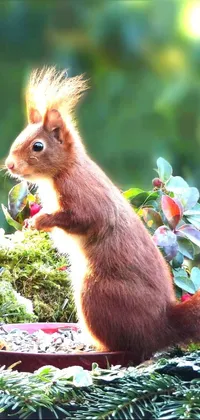 This phone live wallpaper features a closeup of a cute squirrel eating from a bowl