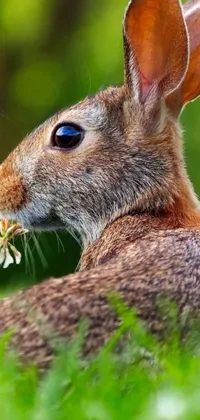 Enjoy the tranquil beauty of nature with this stunning phone live wallpaper featuring a charming rabbit sitting in vivid green grass while enjoying a colorful flower in its mouth