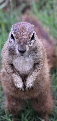 Looking for a unique live wallpaper for your phone? Look no further than this ground squirrel live wallpaper