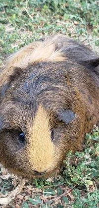This cellphone background portrays a stunning guinea pig lying in verdant grass