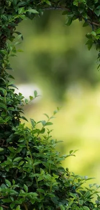 This live wallpaper for phones features a captivating image of a bird sitting on top of a lush green bush