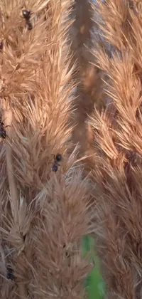 This live wallpaper features a close-up photograph of dried plants shot in macro by Hurufiyya