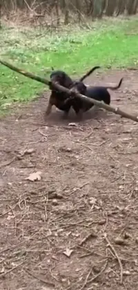 This phone live wallpaper showcases an adorable dachshund joyfully playing with a stick in the dirt