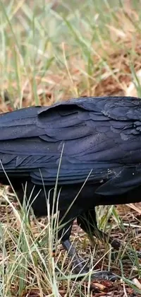 This live wallpaper showcases a black bird perched on lush green grass