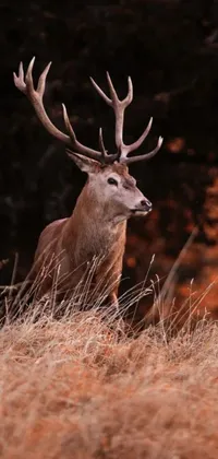 This phone live wallpaper showcases a beautiful digital art image of a deer standing on the grass, featuring vibrant red hues for a regal touch