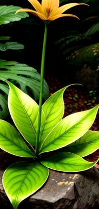 Plant Green Botany Live Wallpaper
