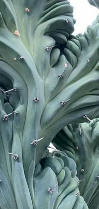 This live wallpaper portrays a visually striking close-up of a green spiky plant with intricate details and texture set against a white backdrop