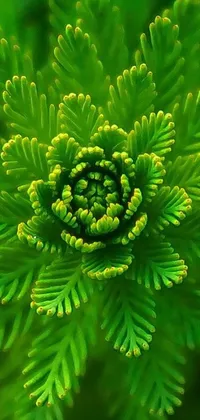 This live phone wallpaper features a stunning close-up macro photograph of a plant with detailed symmetry, showcasing green leaves that gently sway in the breeze