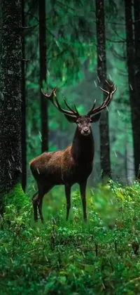 This phone live wallpaper features a captivating image of a deer amidst a lush forest