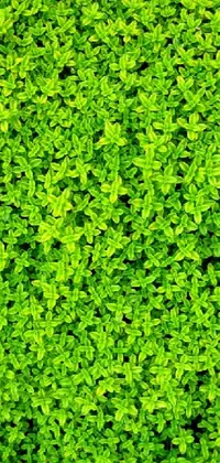 Plant Green Grass Live Wallpaper