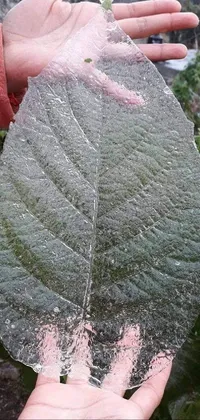 Plant Green Leaf Live Wallpaper