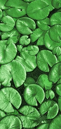 Plant Green Liquid Live Wallpaper