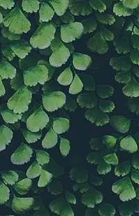 Plant Green Organism Live Wallpaper