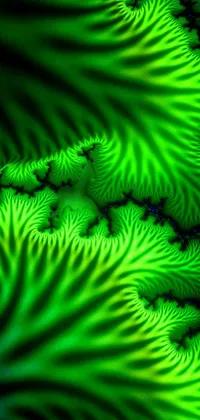 Plant Green Organism Live Wallpaper