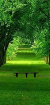 Plant Green Outdoor Bench Live Wallpaper