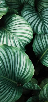 Plant Green Palm Live Wallpaper