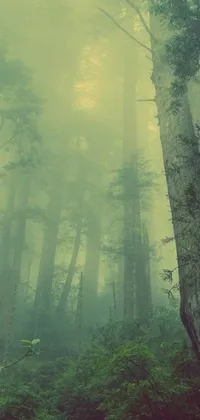 This phone live wallpaper depicts a serene forest populated by tall trees and wildlife