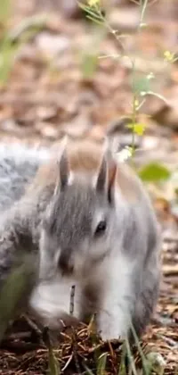 Plant Grey Squirrel Rodent Live Wallpaper
