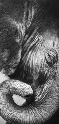 This live wallpaper for mobile features a detailed black and white photograph of an elephant in a charcoal drawing style