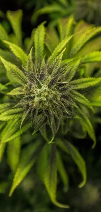 This phone live wallpaper features a gorgeous cannabis sativa plant in stunning detail