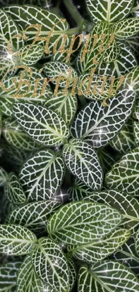 Plant Houseplant Botany Live Wallpaper