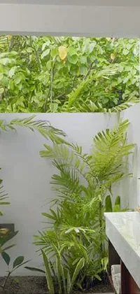 Plant Houseplant Branch Live Wallpaper