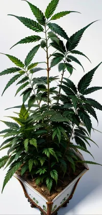Plant Houseplant Flowerpot Live Wallpaper