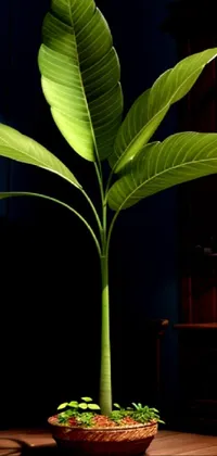 Plant Houseplant Green Live Wallpaper